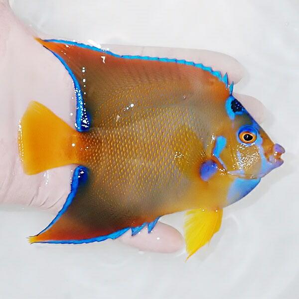 【公式】 【現物2】ベリーズ産クイーンエンゼル 13cm± (A-0194) 海水魚 サンゴ 生体 【AAA7791613104】(27209円)