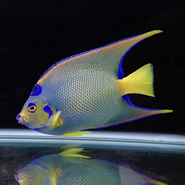 【現物】クイーンエンゼル ベリーズ産 19.5cm± !海水魚 ヤッコ 15時までのご注文で当日発送(t111 | 