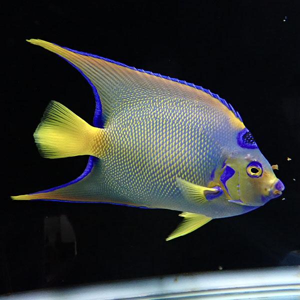 【現物】クイーンエンゼル ベリーズ産 19.5cm± !海水魚 ヤッコ 15時までのご注文で当日発送(t111 |  | 01