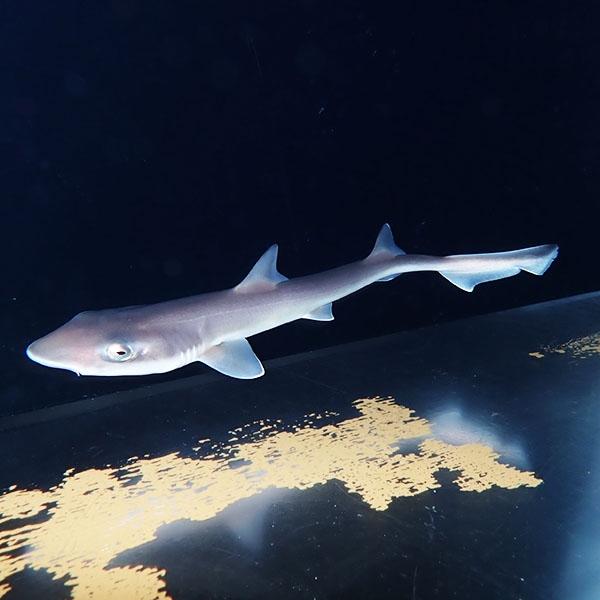 発送相談可能 ブラックチップシャーク 餌付け済み 48cmぐらい A 0219 海水魚 サンゴ 生体 A 0219 アクアギフト 通販 Yahoo ショッピング