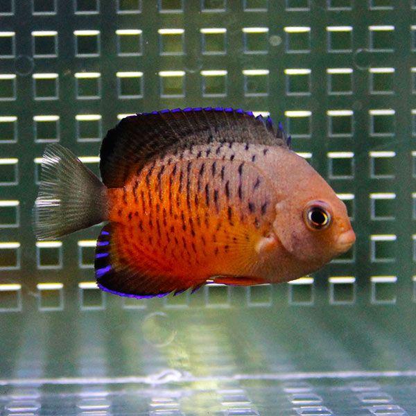 アカハラヤッコ 4 6cm A 0223 海水魚 サンゴ 生体 Belle Ile Nature Org