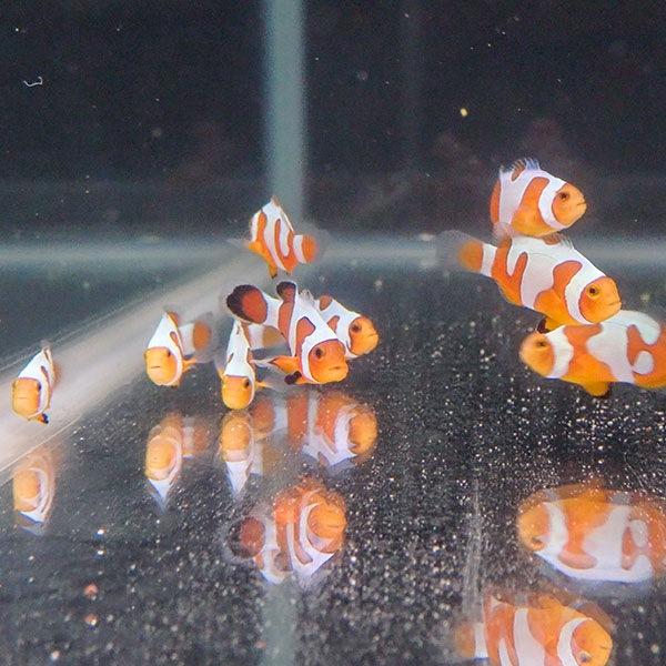 ダヴィンチクラウン【1匹】3-4cm± 個体指定不可(A-0231) 海水魚 サンゴ