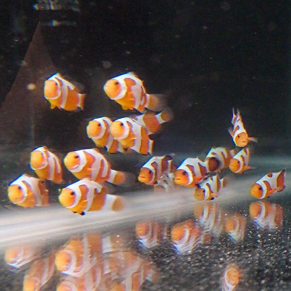 ダヴィンチクラウン【1匹】3-4cm± 個体指定不可(A-0231) 海水魚 サンゴ