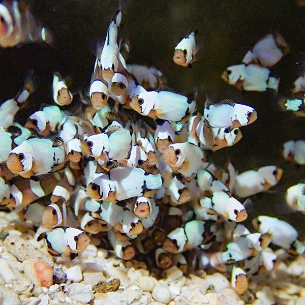 ブリード ブラックスノーオセラリス MIX 1-2cm±【3匹セット】 個体指定