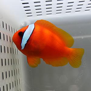 ハマクマノミ !海水魚 クマノミ 餌付け 【クマノミ】(t115 : アクア
