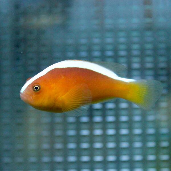 セジロクマノミ 【1匹】 ! 海水魚 クマノミ 【クマノミ】(t115