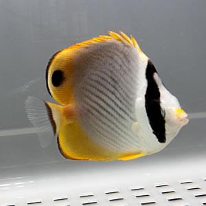 クラカケチョウウオ 5-7cm±! 海水魚 チョウチョウウオ 餌付け15時まで