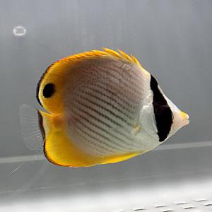 クラカケチョウウオ 5-7cm±! 海水魚 チョウチョウウオ 餌付け15時まで