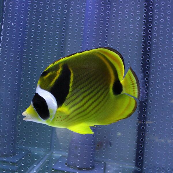 チョウハン 8-10cm±海水魚! チョウチョウウオ (t114 : アクアギフト