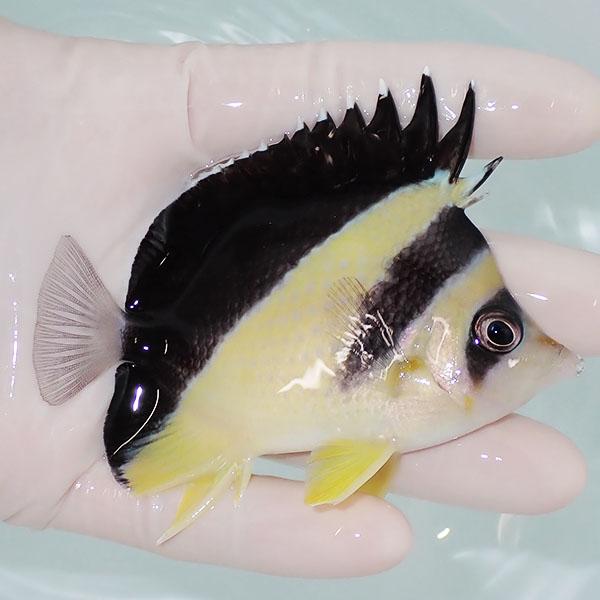 【現物1】バーゲスバタフライ 9cm±! 海水魚 チョウチョウウオ 15時までのご注文で当日発送(t114(t207 |  | 01