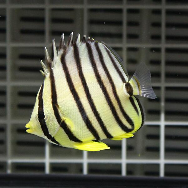 ヤスジチョウチョウウオ 5 7cm A 0285 海水魚 サンゴ 生体 A 0285 アクアギフト 通販 Yahoo ショッピング