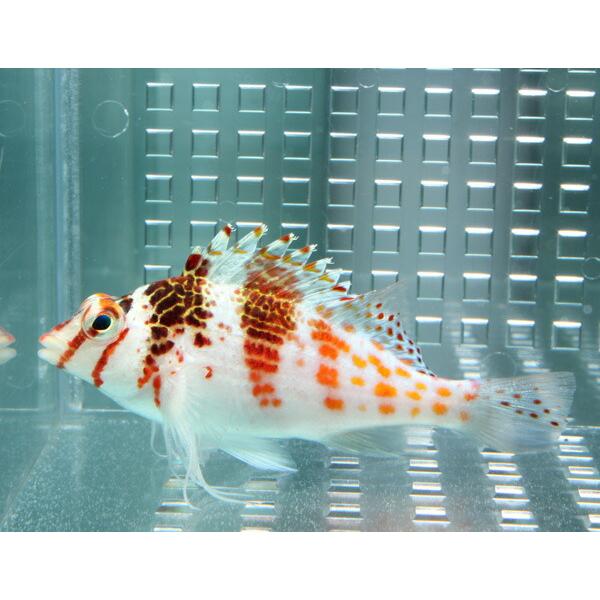 サラサゴンベ 【1匹】 ! 海水魚 ゴンベ 餌付け・!15時までのご注文で当日発送(t125 |  | 01