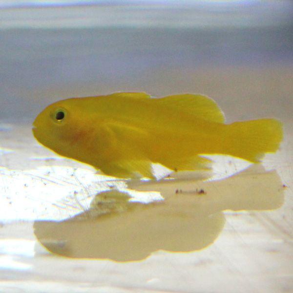 キイロサンゴハゼ 1-2cm± 海水魚 ハゼ(A-0293) 海水魚 サンゴ 生体｜aquagift｜02