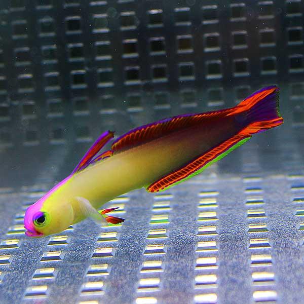 アケボノハゼ 4-6cm±【1匹】 海水魚 ハゼ ! 【15時までのご注文で当日