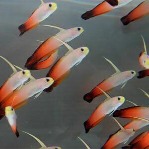 ハタタテハゼ 5匹 ○手数料無料!! 4-6cm± A-0305 サンゴ 生体 海水魚