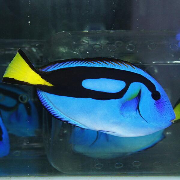ナンヨウハギ L 9-11cm±(A-0308) 海水魚 サンゴ 生体 : アクアギフト