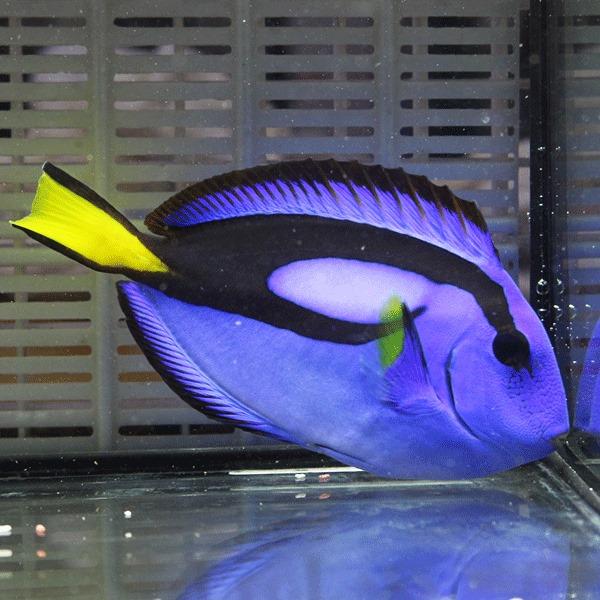 ナンヨウハギ Mlサイズ 8 10cm A 0310 海水魚 サンゴ 生体 A 0310 アクアギフト 通販 Yahoo ショッピング