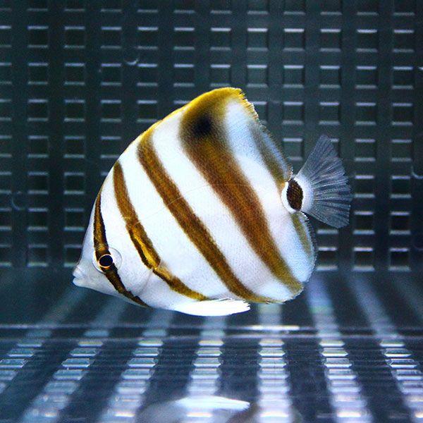 テンツキチョウ 5-7cm±(A-0313) 海水魚 サンゴ 生体｜aquagift