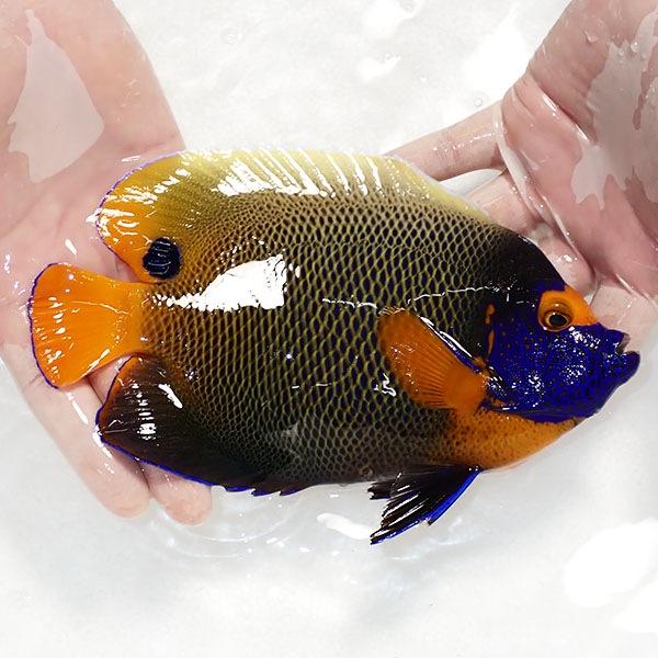【現物4】 スレ有りアデヤッコ 成魚 20cm±! 海水魚 ヤッコ(t111(t207 |  | 01
