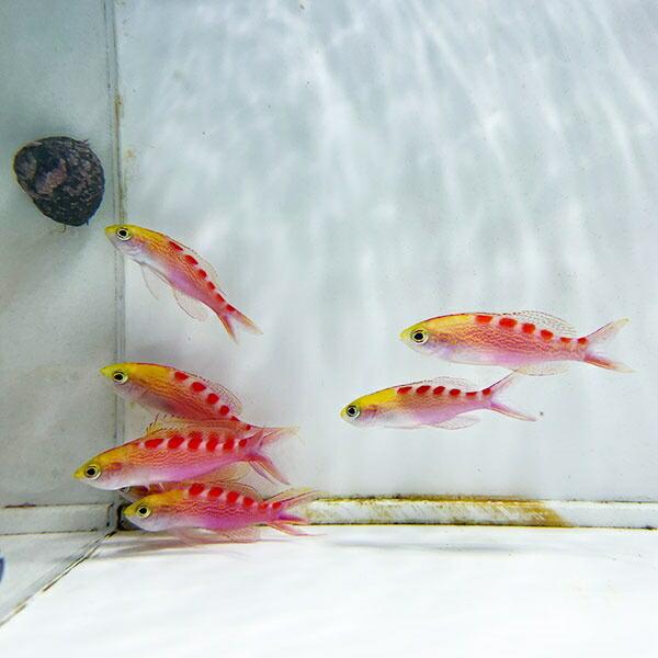アサヒハナゴイ 1匹 5-7cm± (A-0327) 海水魚 サンゴ 生体｜aquagift