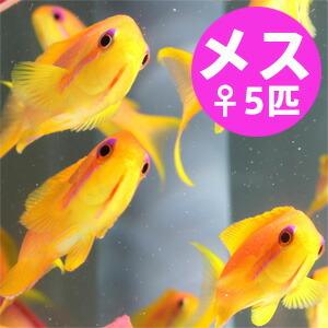 インドキンギョハナダイ メス ５匹セット 5-7cm± (A-0331) 海水魚 サンゴ 生体｜aquagift