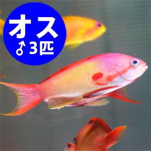 インドキンギョハナダイ オス 3匹セット 6-8cm± 餌付け(A-0333) 海水魚 サンゴ 生体｜aquagift