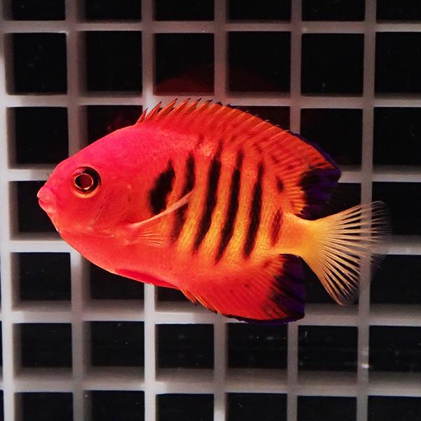 クリスマス産】フレームエンゼル 6-8cm± ! ヤッコ 海水魚 15時までのご