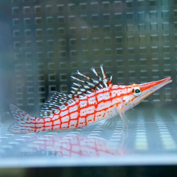 クダゴンベ 6 8cm A 0351 海水魚 サンゴ 生体 A 0351 アクアギフト 通販 Yahoo ショッピング