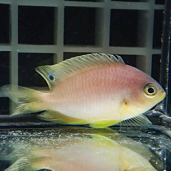 ニセネッタイスズメダイ 3-4cm! 海水魚 スズメダイ 15時までのご注文で