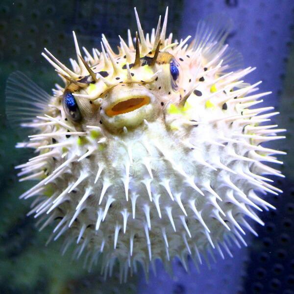 ハリセンボン 限定モデル 9 11cm A 0370 サンゴ 生体 海水魚