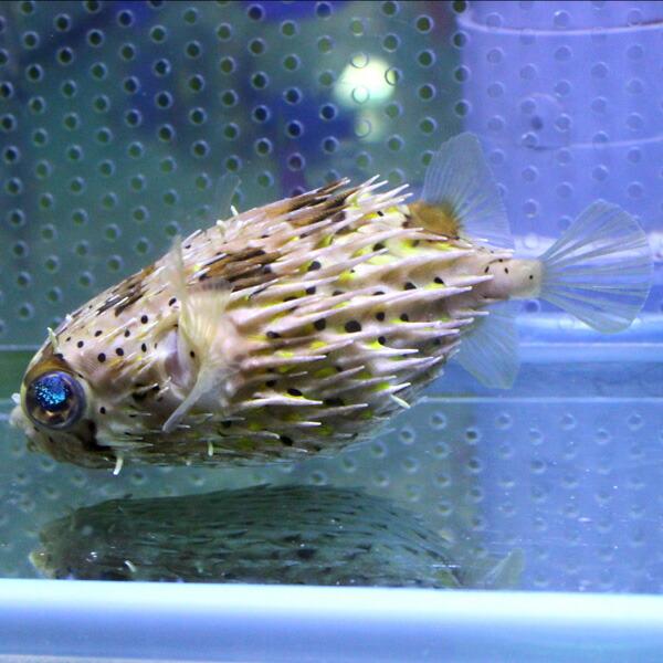 ハリセンボン 8-10cm± !海水魚 フグ 15時までのご注文で当日発送(t123