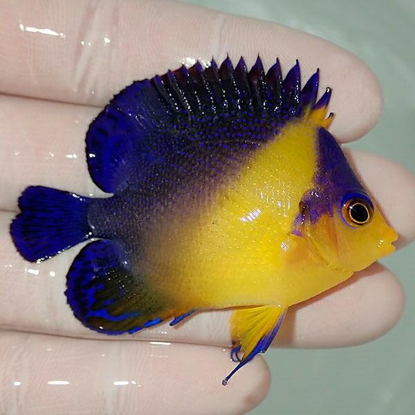 特価ブランド 海水魚 サンゴ 生体はアクアギフトにお任せ 現物11 スミレヤッコ 7cm A 0376 海水魚 サンゴ 生体 観賞魚生体