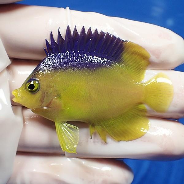 現物9 コリンズピグミーエンゼル 5 4cm 海水魚 ヤッコ 15時までのご注文で当日発送 ヤッコ Gruindag Com
