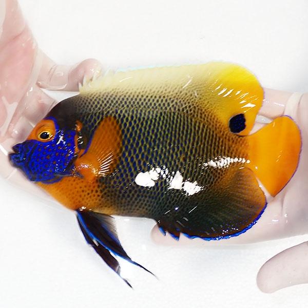 【現物9】アデヤッコ成魚スレ有り 9cm± モルディブ産(A-0393) 海水魚 サンゴ 生体(10582円)