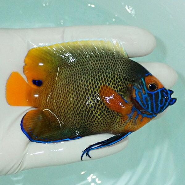 【現物9】アデヤッコ成魚スレ有り 9cm± モルディブ産(A-0393) 海水魚 サンゴ 生体 海水魚 次回ご注文時 現物9 アデヤッコ成魚スレ有り 9cm± モルディブ産 サンゴ 生体 商品説明 送料 税込 特例地域：北海道　4，600円 沖縄県　5，940円 アクアギフト