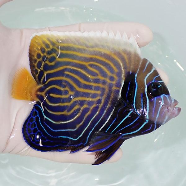 現物6】タテジマキンチャクダイ 11.5cm±!海水魚 ヤッコ 15時までのご 