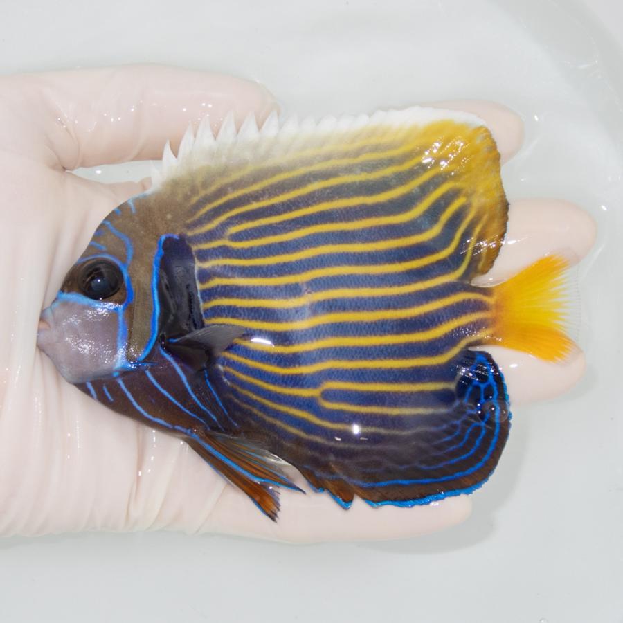 現物3】タテジマキンチャクダイ 18cm±!海水魚 ヤッコ 15時までのご注文 