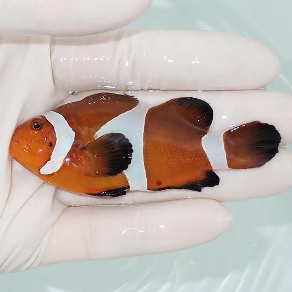 現物6】ヒレかけ有 カクレクマノミbig 8cm± ! wild 海水魚