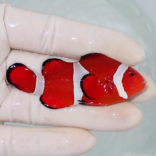 カクレクマノミ 現物6】カクレクマノミbig 7cm± ! wild 海水魚 カクレクマノミ