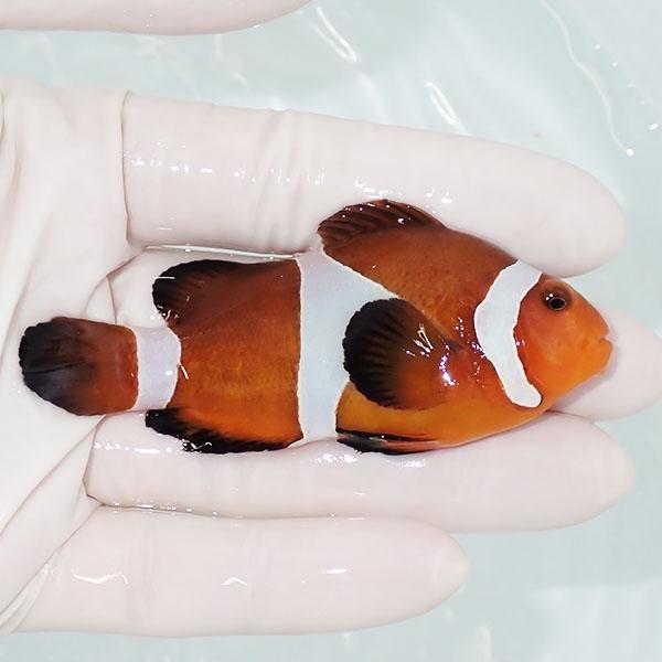 現物6】ヒレかけ有 カクレクマノミbig 8cm± ! wild 海水魚