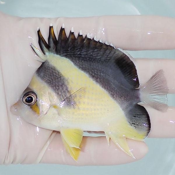 【現物3】粒エサOK バーゲスバタフライ 8.5cm±! 海水魚 チョウチョウウオ 15時までのご注文で当日発送(t114(t207 | 