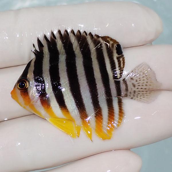 現物2 シマヤッコ 5 5cm A 0415 海水魚 サンゴ 生体 A 0415 アクアギフト 通販 Yahoo ショッピング