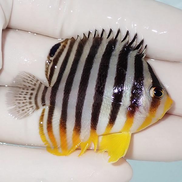 【現物2】シマヤッコ 5.5cm±! 海水魚 生体 15時までのご注文で当日発送(t111(t207 |  | 01