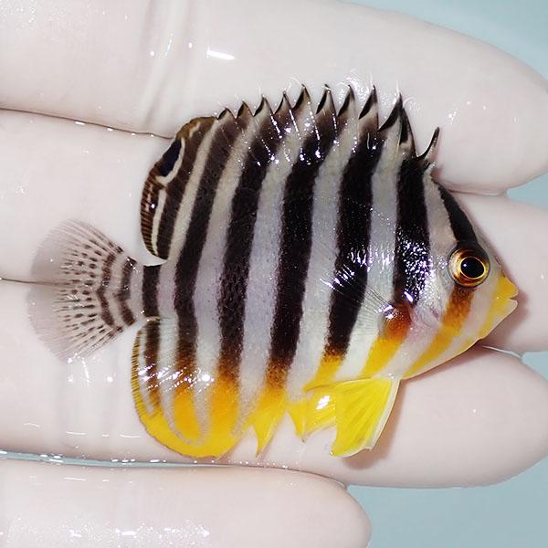 【現物3】背ビレ奇形 シマヤッコ 5.5cm±! 海水魚 生体 15時までのご注文で当日発送(t111(t207 |  | 01