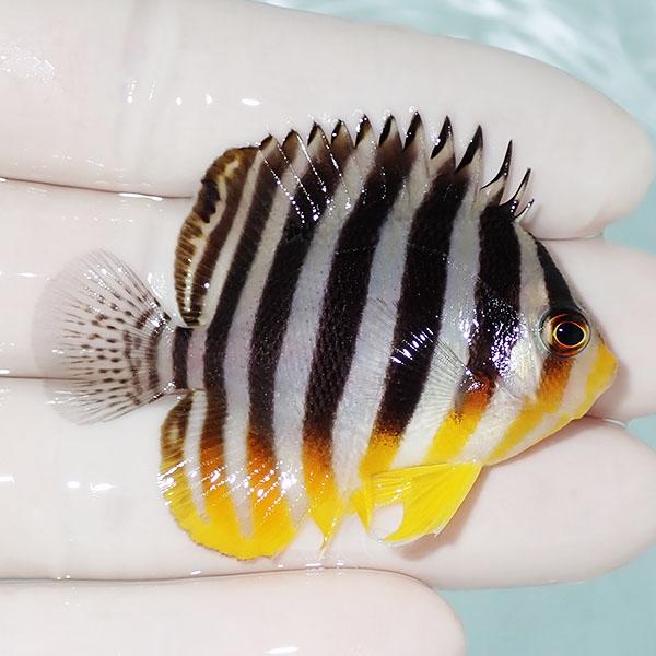 【現物4】シマヤッコ 5.5cm±! 海水魚 生体 15時までのご注文で当日発送(t111(t207 |  | 01