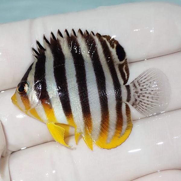 【現物7】シマヤッコ 5cm±! 海水魚 生体 15時までのご注文で当日発送(t111(t207 | 