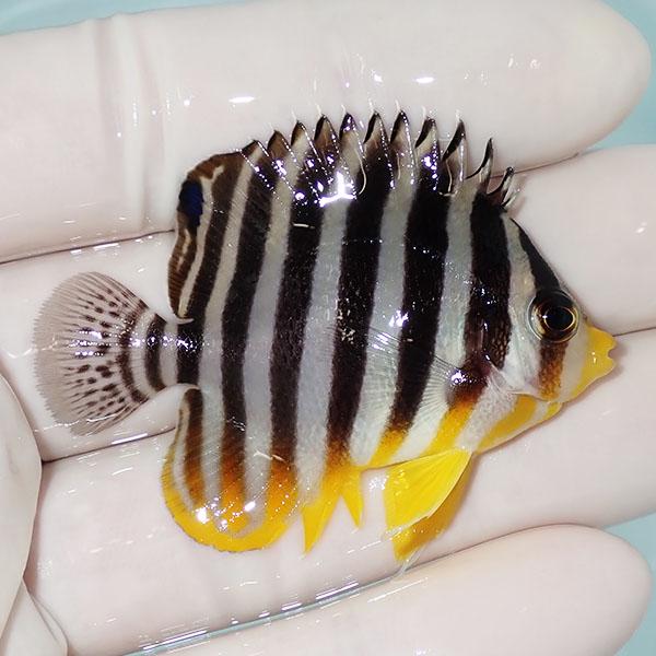 【現物7】シマヤッコ 5cm±! 海水魚 生体 15時までのご注文で当日発送(t111(t207 |  | 01