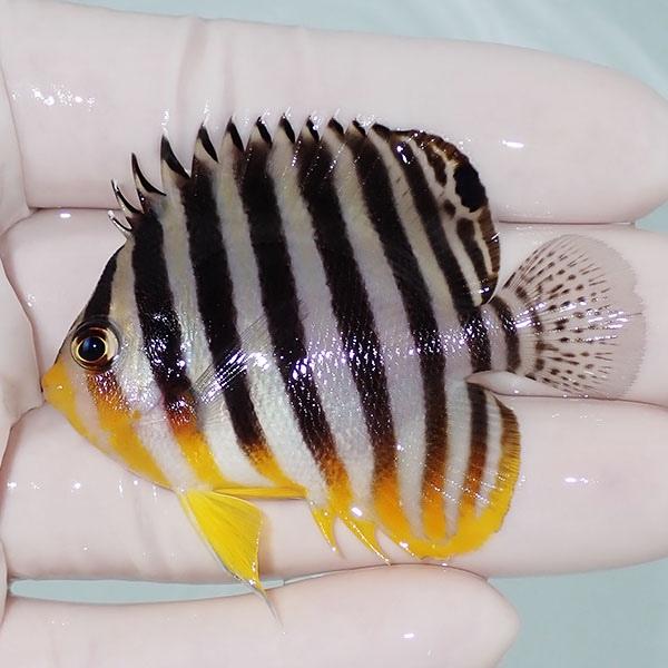【現物8】シマヤッコ 4cm±! 海水魚 生体 15時までのご注文で当日発送(t111(t207 | 
