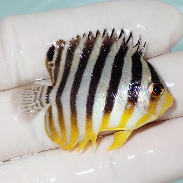 【現物8】シマヤッコ 4cm±! 海水魚 生体 15時までのご注文で当日発送(t111(t207 |  | 01
