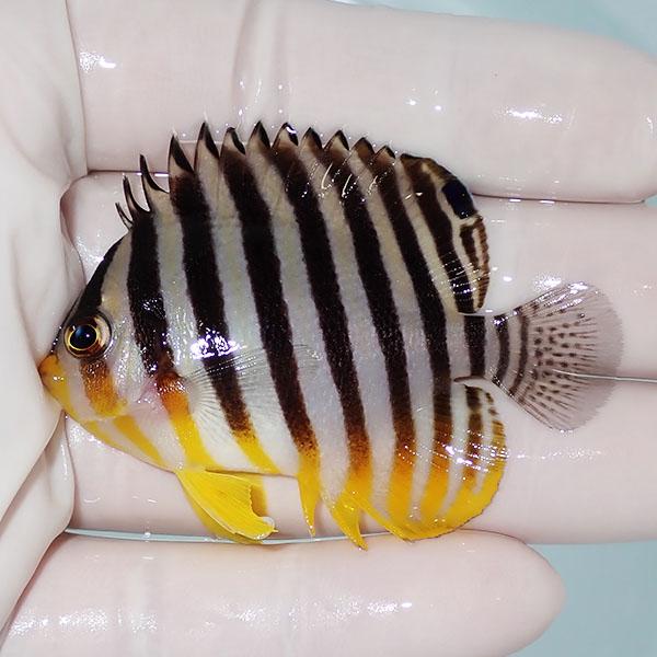 【現物9】シマヤッコ 6.5cm±! 海水魚 生体 15時までのご注文で当日発送(t111(t207 | 